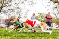 WRA, Prg 3, Race 2, Dash, Buzzsaw Elvis Mika Moonstruck-9131
