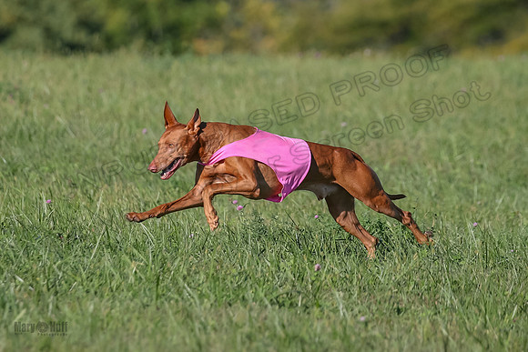 1 Prelims Vet 1 Precious Cayper Copper-4348