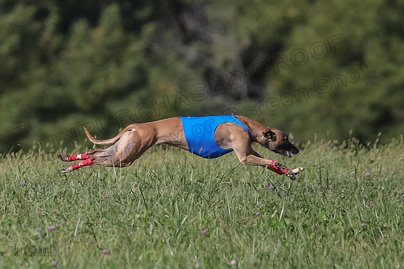 1 Prelims Fch B2 Cooper Prim Treble-9736