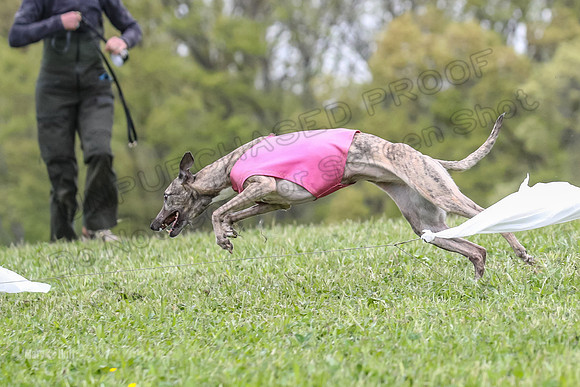 Finals Vets 3, Rosie Littlebit Justice-2364