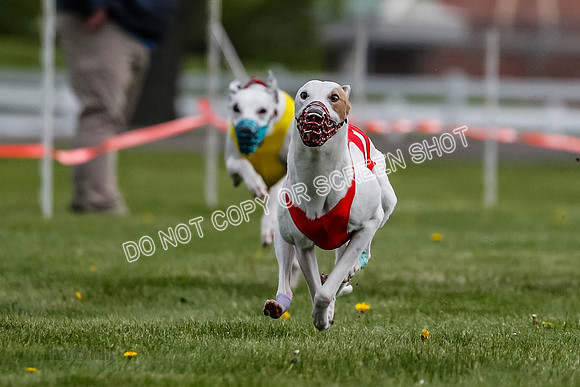 WRA, Prg 1, Race 2, Dash, Reas Mika Buzzsaw Moonstruck Elvis-8259