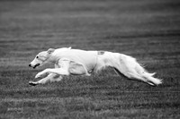 Prelim Open Silken-0410-2