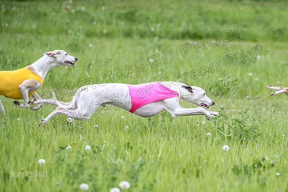 Finals Fch Flare Huxley Buttercup-8885
