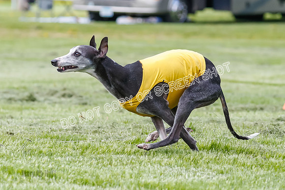 Finals, Veteran, Winnie-8921