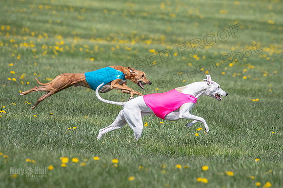 1Prelims Veterans 5 Rosie Smudge Smokey-1802