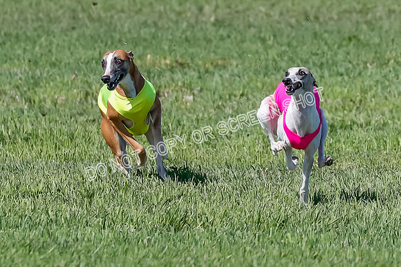 Prelim, Rocky Shimmy Zed-2398