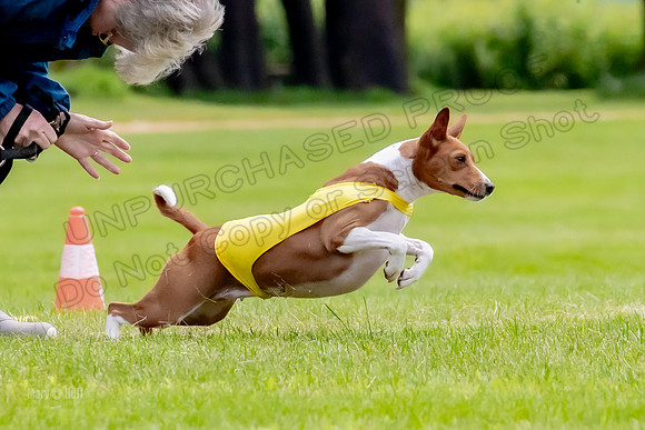 Finals Basenji-1334