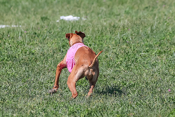 2 Finals Vet 2 Erzulie Libby-8202