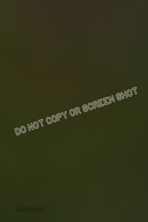 Cat Test 1-0147