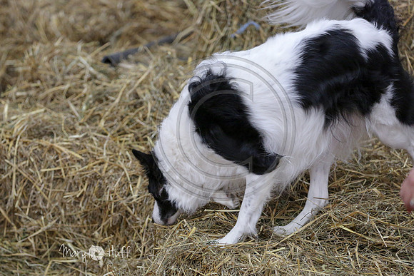 MCH54107