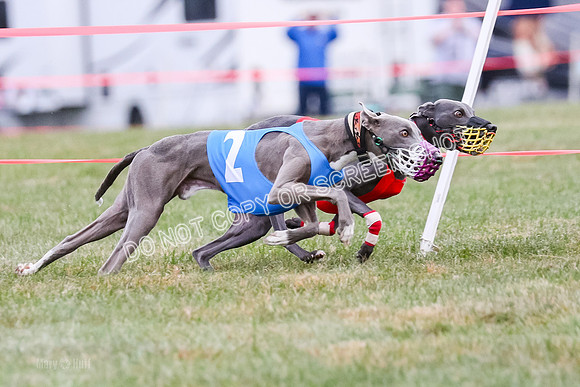 Prg 1, race 12, Gibbs Java Watson Tsunami-0856