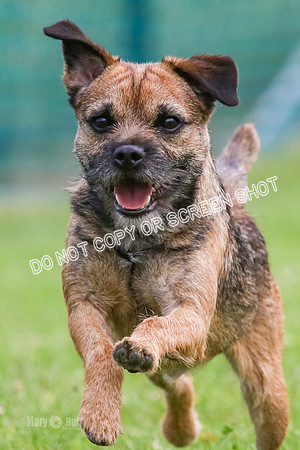 MCH71099