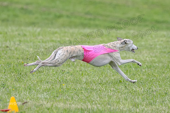 Prelim Veterans 6, Rosie Tomte Akela-0268