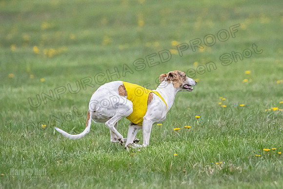 1 Prelim Open B1 Pearl Riptide Flower-6332