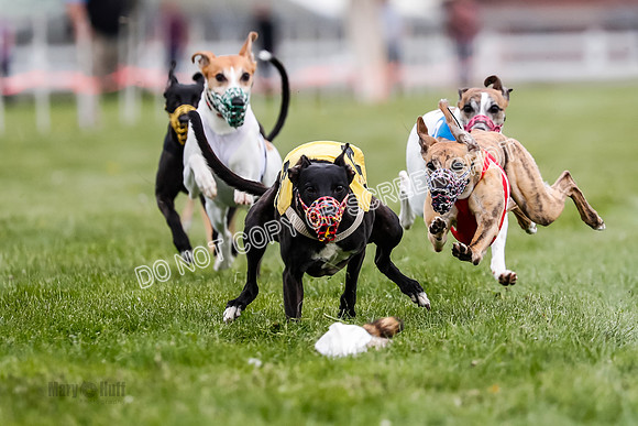 WRA, Prg 2, Race 9, Cheetah Buttercup Entei Smudge Beacon CC-8900