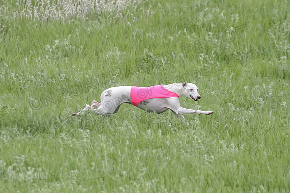 1 Prelims Fch 1 Flaare Cooper Buttercup-8246
