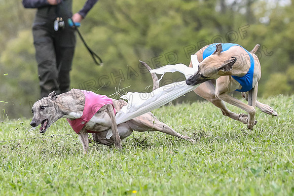 Finals Vets 3, Rosie Littlebit Justice-2350