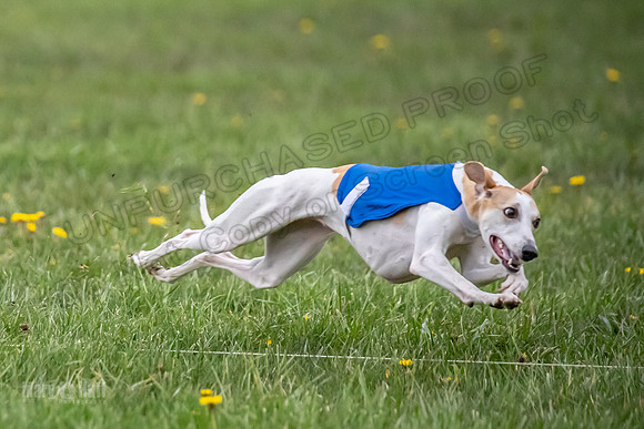 1 Prelim Open B1 Pearl Riptide Flower-6319