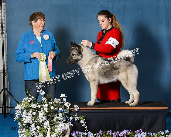 Elkhound 2020-1150