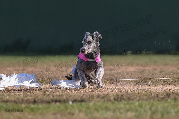 Ellie-4483