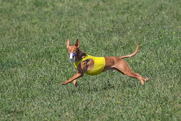 2 Finals Fch Jasper Calyber-7162
