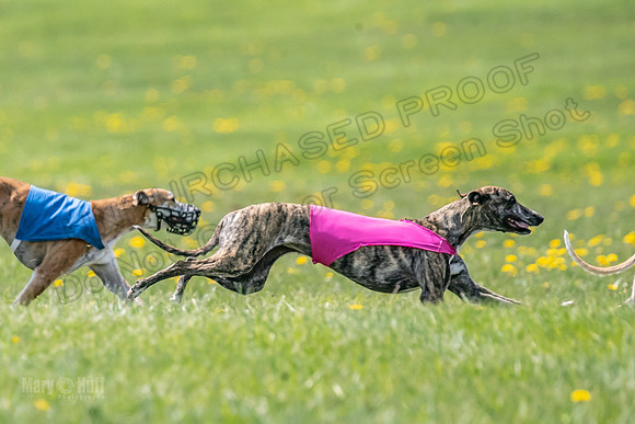 Finals Spec A2 salty Pyxis-4225