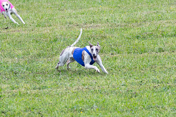 Prelims Open A3, Chaser Flower Audrey-3302
