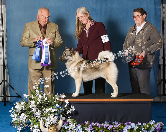 Elkhound 2020-1045