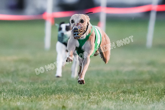 Prg 1, Race 5, Dandylion Cala Micky Sprig Arrow-9027