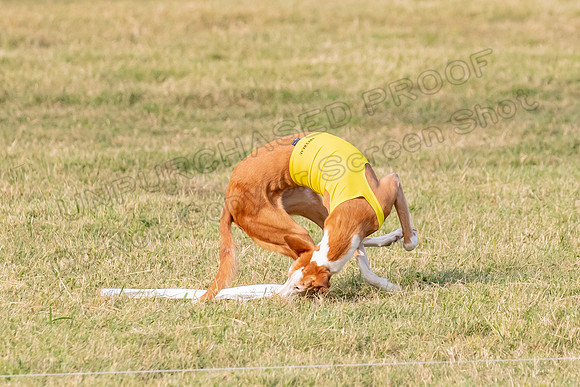1prelims Vet 1prelim Izzy Dawn-3775