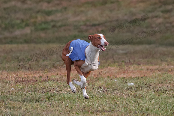1 Prelims Fch 2 Jadis Beastie Ginny-0784