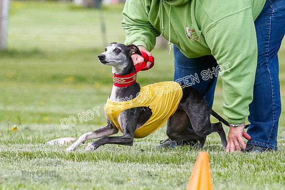 Finals, Veteran, Winnie-8908