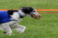 Silken Windhounds
