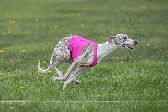 1 Prelim Open B1 Pearl Riptide Flower-6324