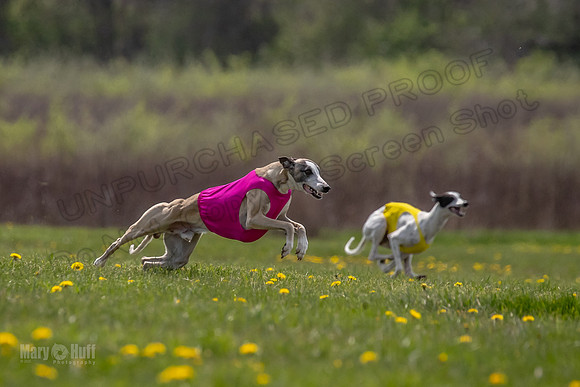 Finals Specials B2 PeteySue Frankie Rush-4624
