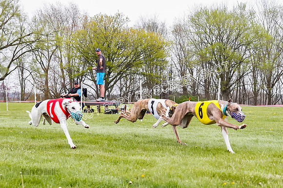 WRA, Prg 4, Race 1, Dash, Elvis Mika Buzzsaw Moonstruck-9278