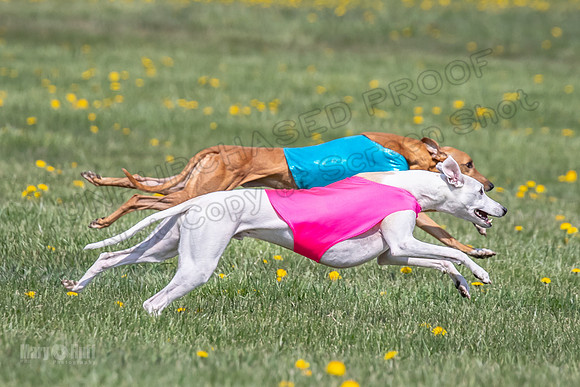 1Prelims Veterans 5 Rosie Smudge Smokey-1806