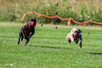 MCH72041 Riot, Filly-L, Tracy, Zero