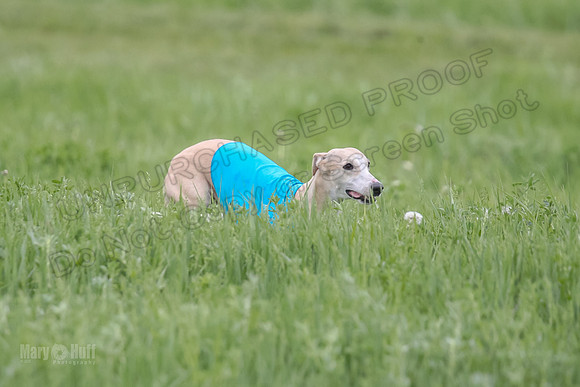 1 Prelims Fch 1 Flaare Cooper Buttercup-8252
