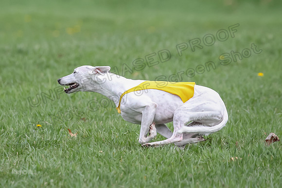 Prelims Whippet Veteran-4499