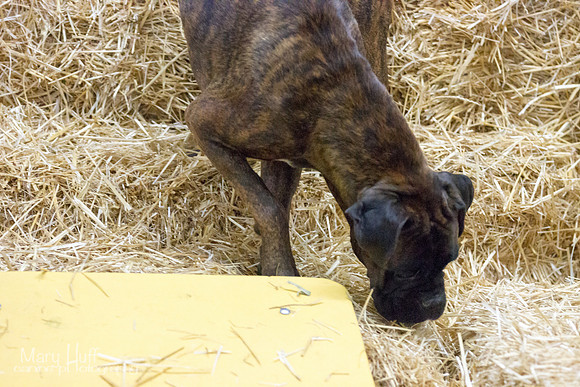 IMG_7209