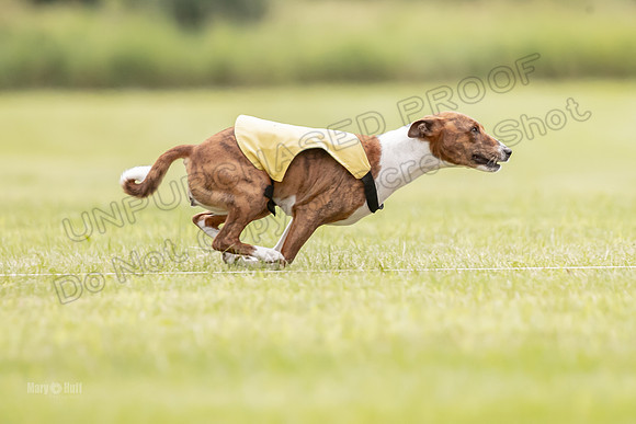 Finals Basenji-1402