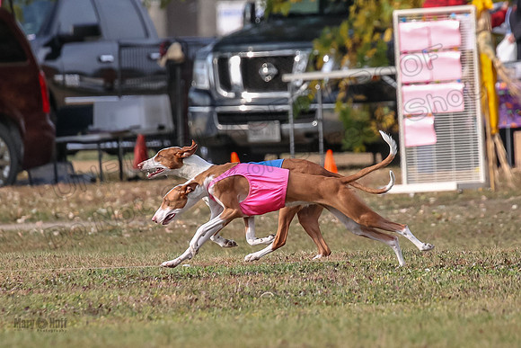 1 Prelims Fch 2 Jadis Beastie Ginny-0756