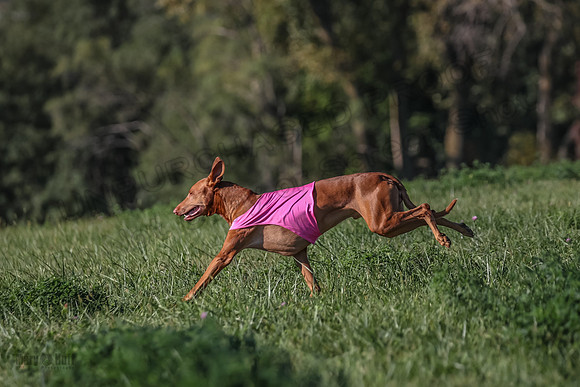 1 Prelims Vet 1 Precious Cayper Copper-4366