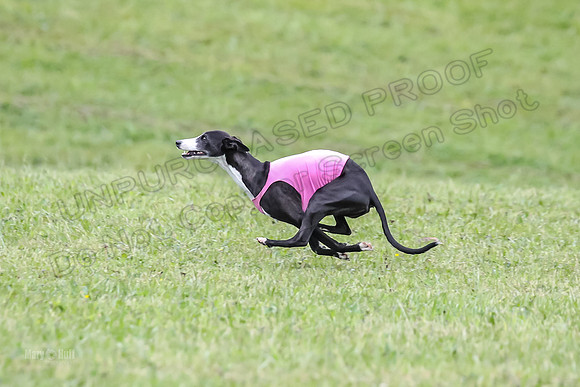 Prelim Open F5, Brinca Laila Storm-9389