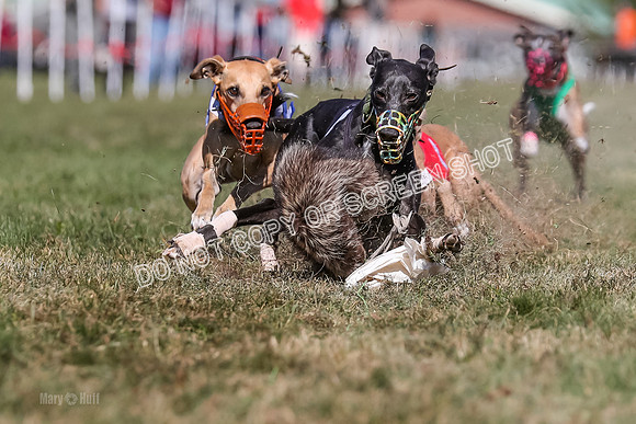 Prg 4, Race 5, Rasta Cammie Warrior Grim Buckwheat-0209