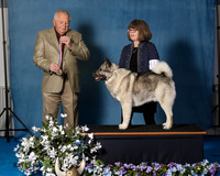 Elkhound 2020-1073