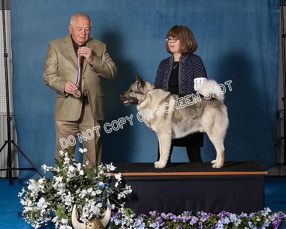 Elkhound 2020-1073