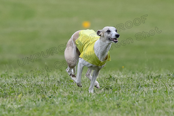 Finals Open D4, Roo Shroom Torque-0911