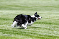 Cat Test 1-0176